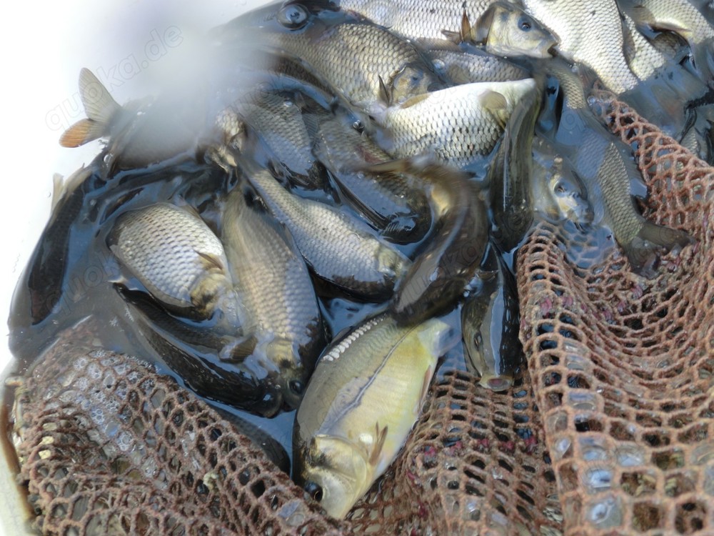 Karpfen, Schuppenkarpfen K2 , Schleien, Zander, Waller, Hecht , Rotfedern, Silberkarpfen,Graskarpfen