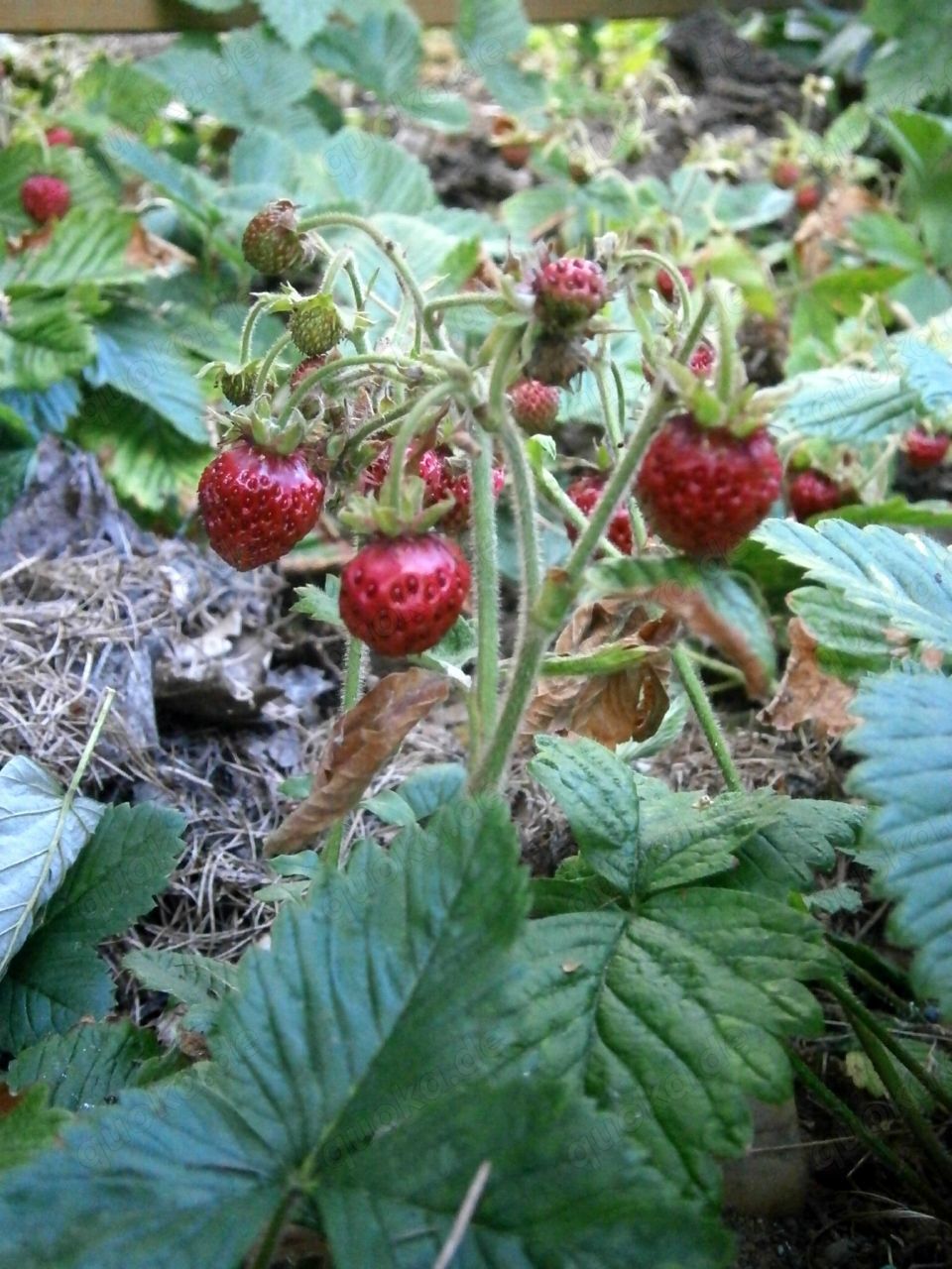 Erdbeere "Marie Charlotte" Moschus-Erdbeere  Pflanze im Topf