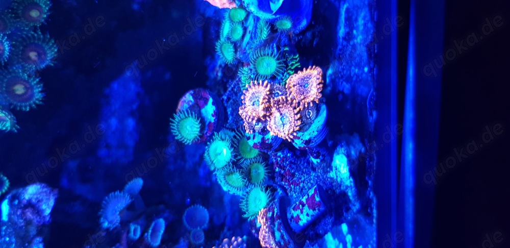 Zoanthus Utter Chaos oder grüne Palythoa Korallen, Aquarium, LPS, SPS, Meerwasser 