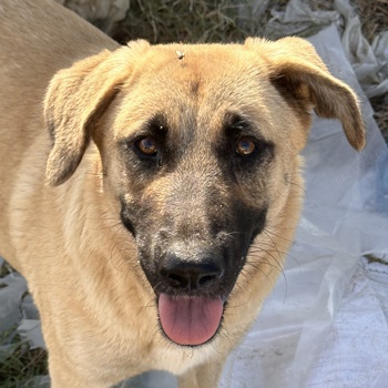 Fleur Delacour, geb. ca. 12 2023, lebt in GRIECHENLAND, im städt. Tierheim Serres    