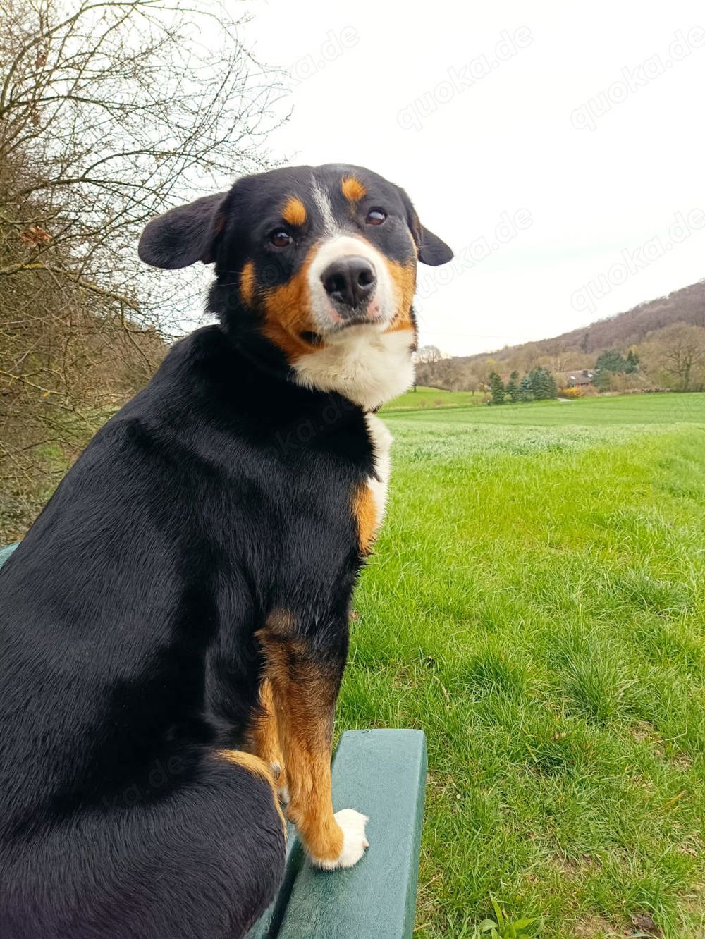 Deckrüde: Reinrassiger Appenzeller Sennenhund