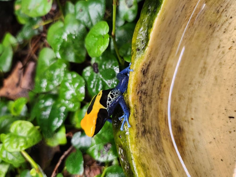 Verschiedene Dendrobaten