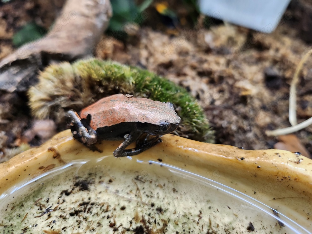 Roter Wendehalsfrosch