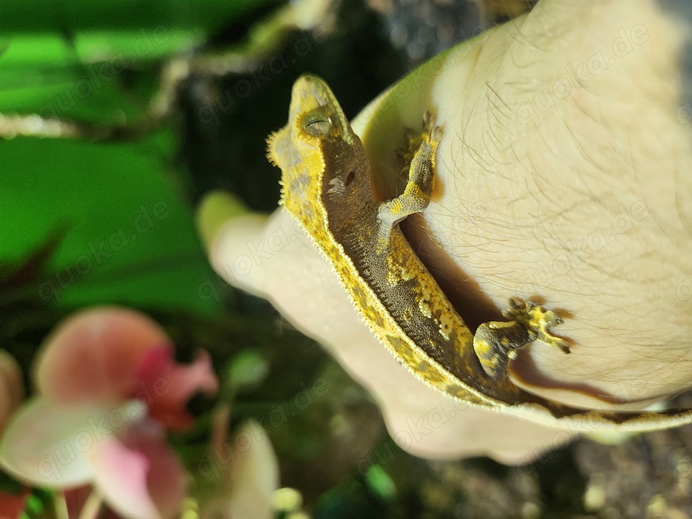 Kronengecko Lilly White 