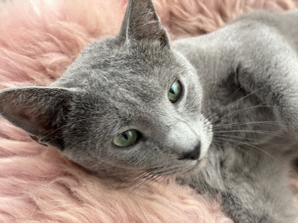 Russisch Blau Kater mit Stammbaum (Super verschmust) nur als Deckkater