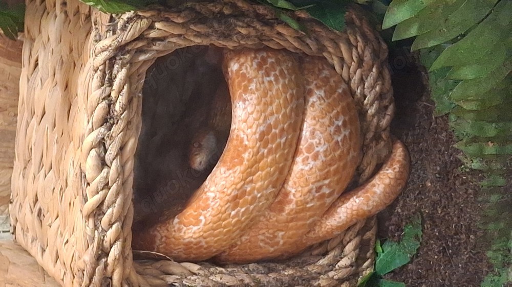 Private Reptilien-Hilfe