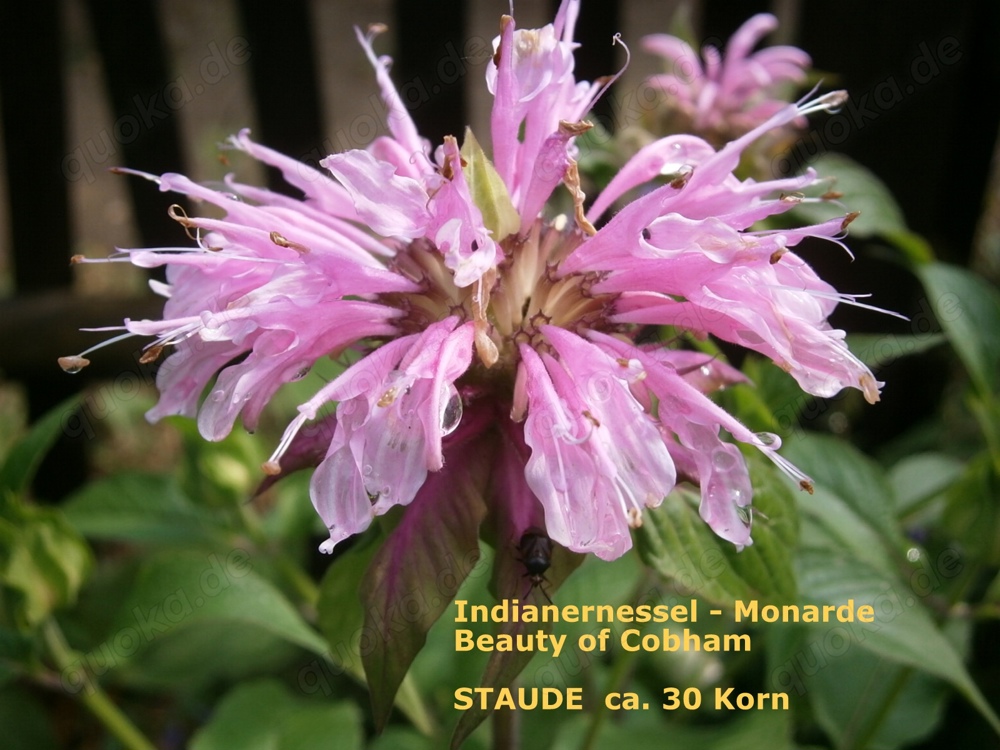  Monarda  5 verschiedene - Staudensamen