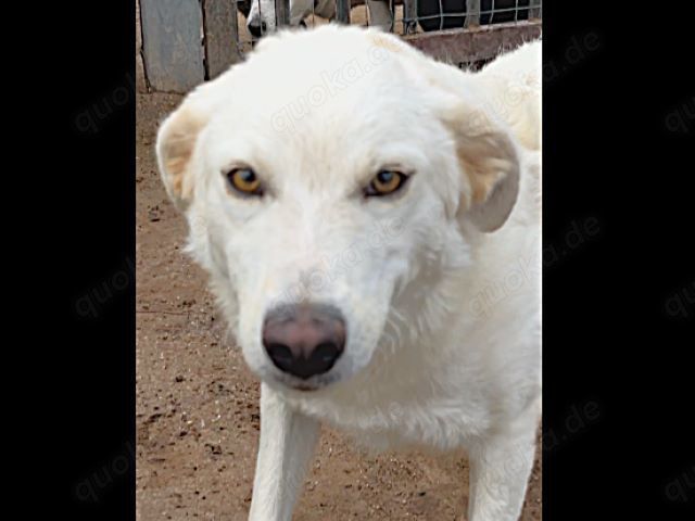 Peace sucht ihr Zuhause (noch auf Sardinien)