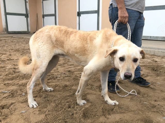 Ciop sucht sein Zuhause (noch auf Sardinien)