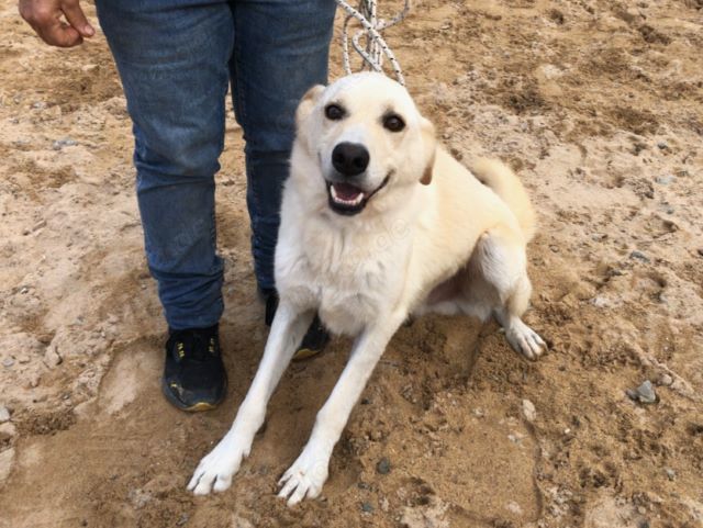 Cip sucht sein Zuhause (noch auf Sardinien)