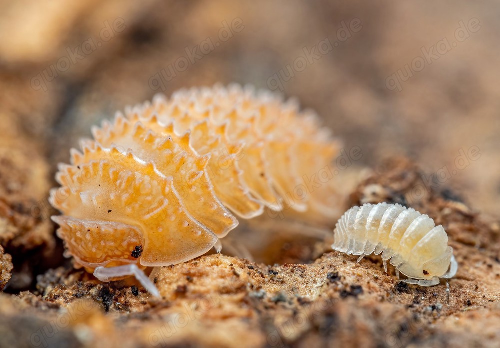 Cristarmadillidium muricatum