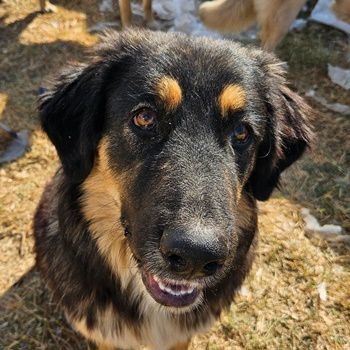 Rubeus Hagrid, geb. ca. 12 2023, lebt in GRIECHENLAND, im städt. Tierheim Serres 