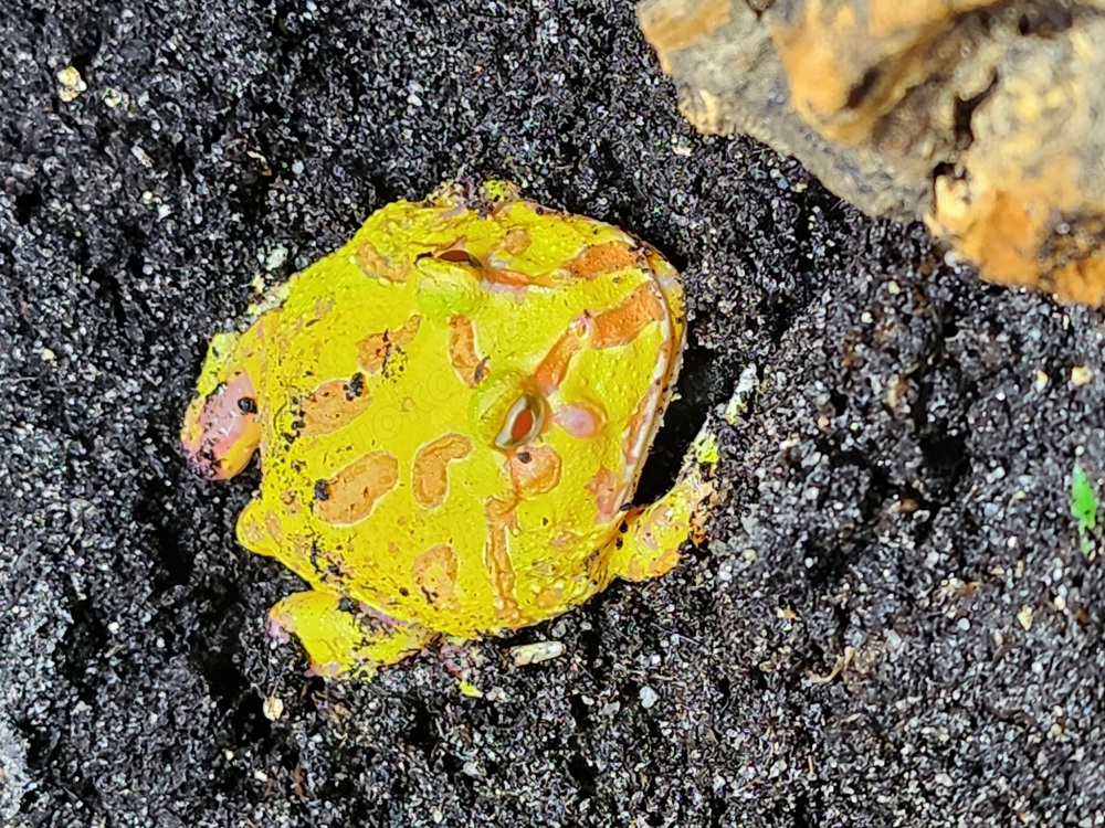 Schmuckhornfrosch "Pikachu" 