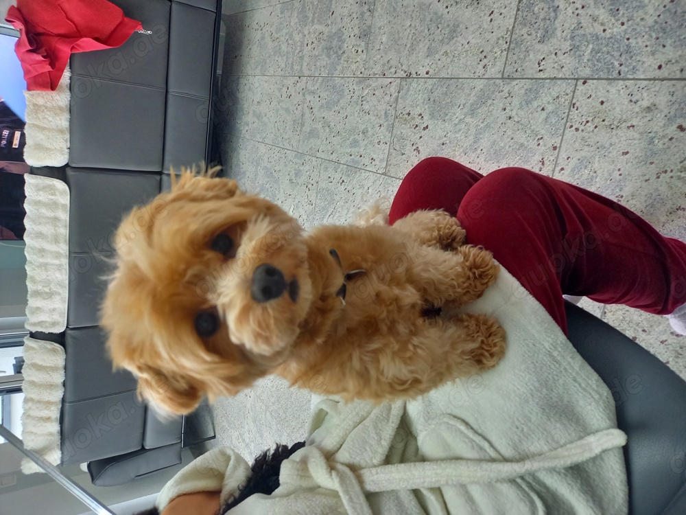 Deckrüde !! Kein Verkauf 