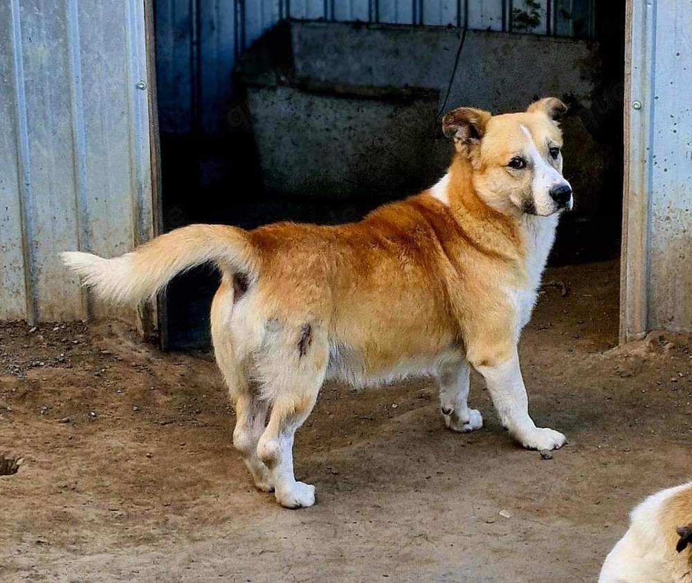 Pitzi liebt es zu Kuscheln