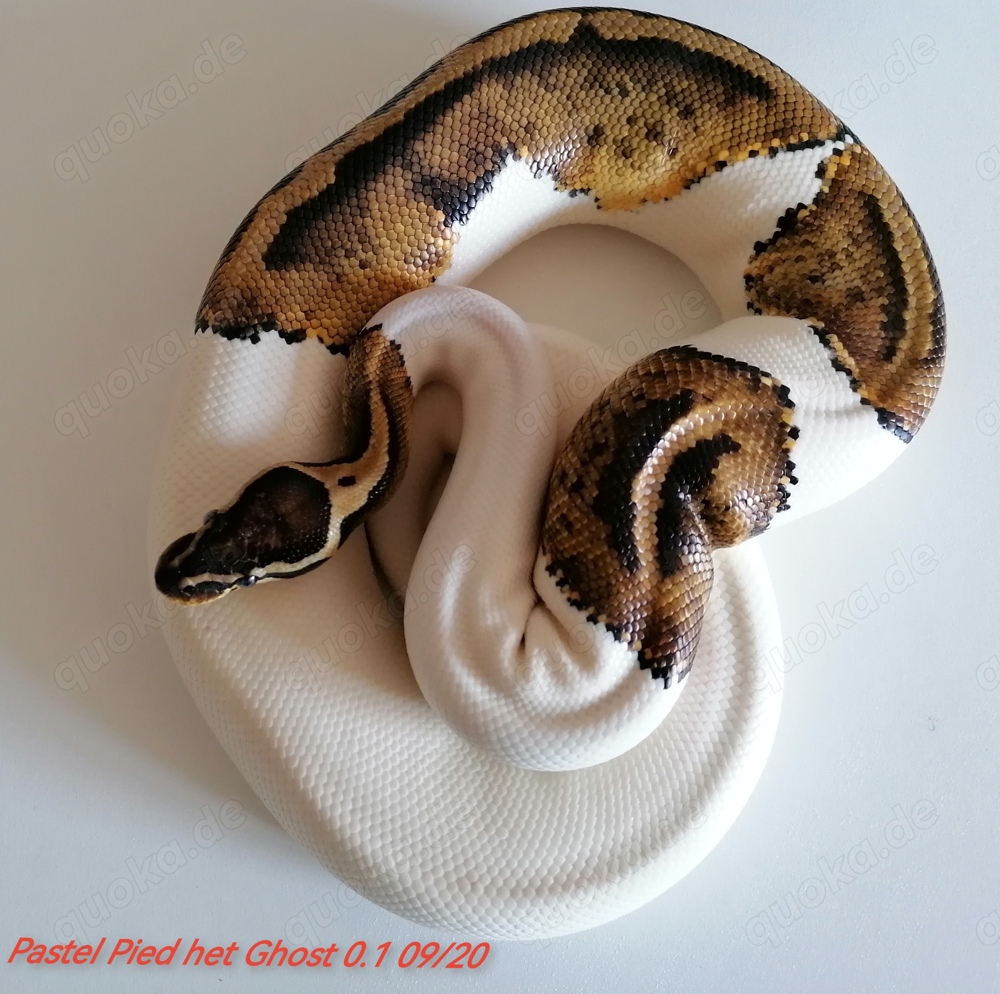 Pastel Pied het Ghost 0.1