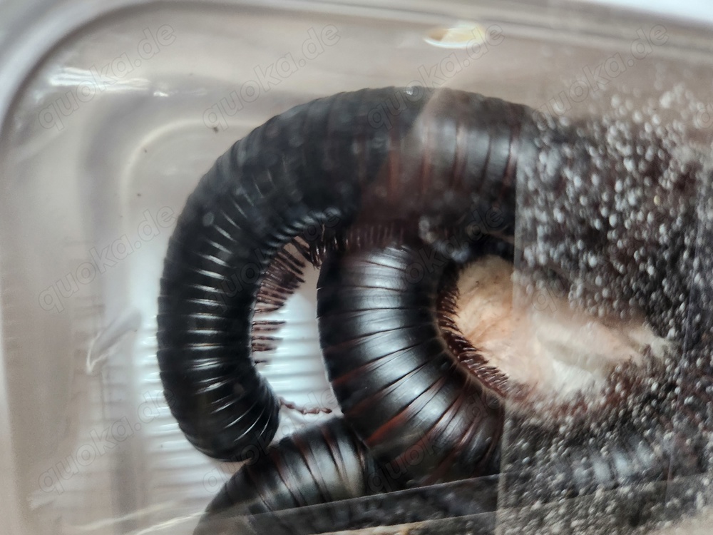 Riesentausenfüßler 