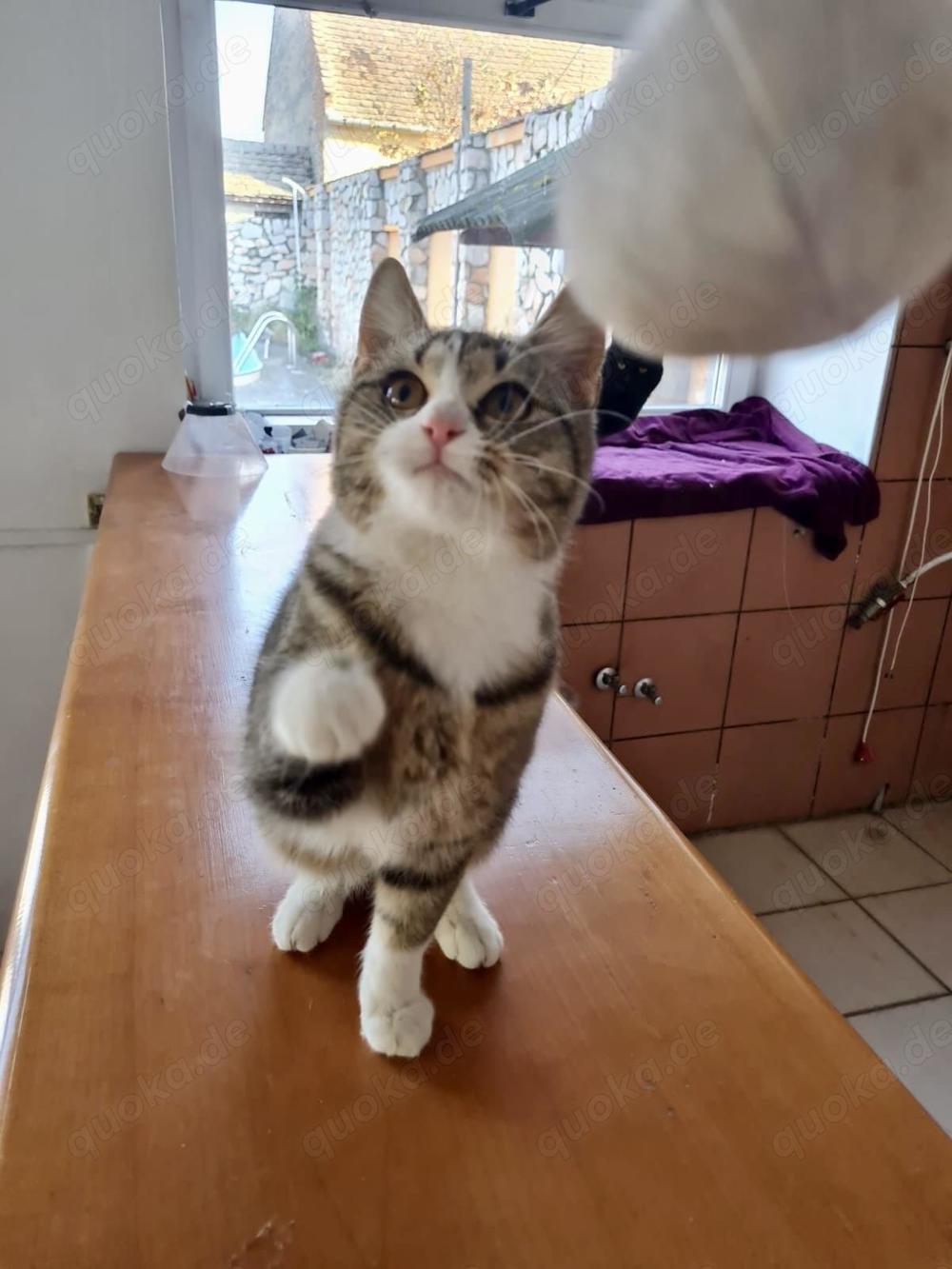 verspielte und anhängliche junge Katze Lisa sucht ein Zuhause mit Artgenossen