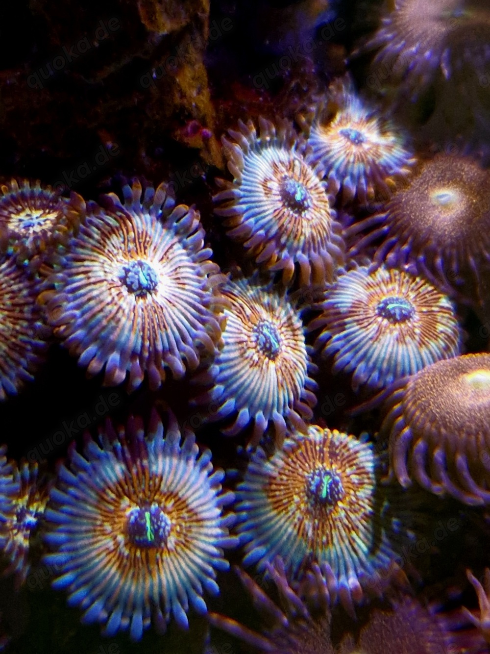 Zoanthus (Zoa) Seduction
