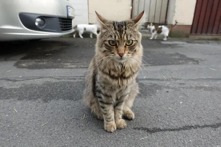 Vermisste Katze: Unser Kenny