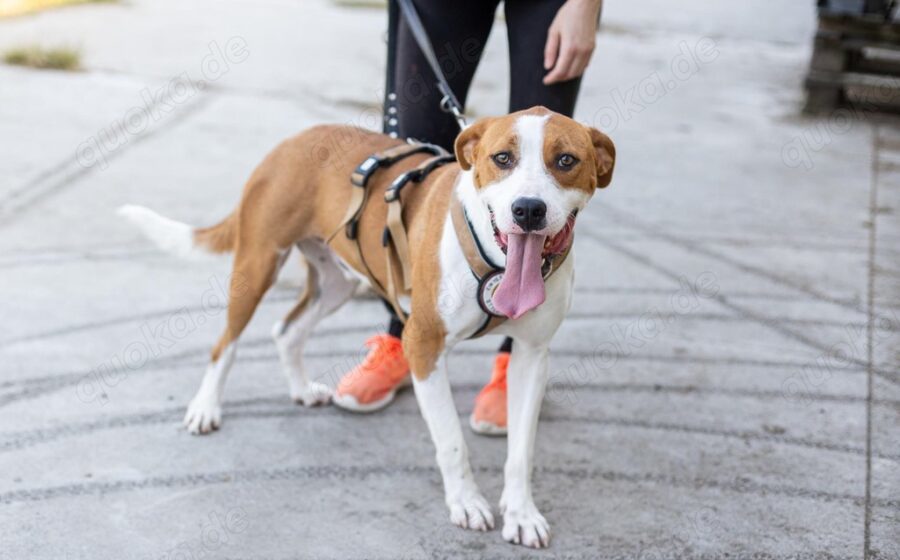 Bennett sucht ein Zuhause