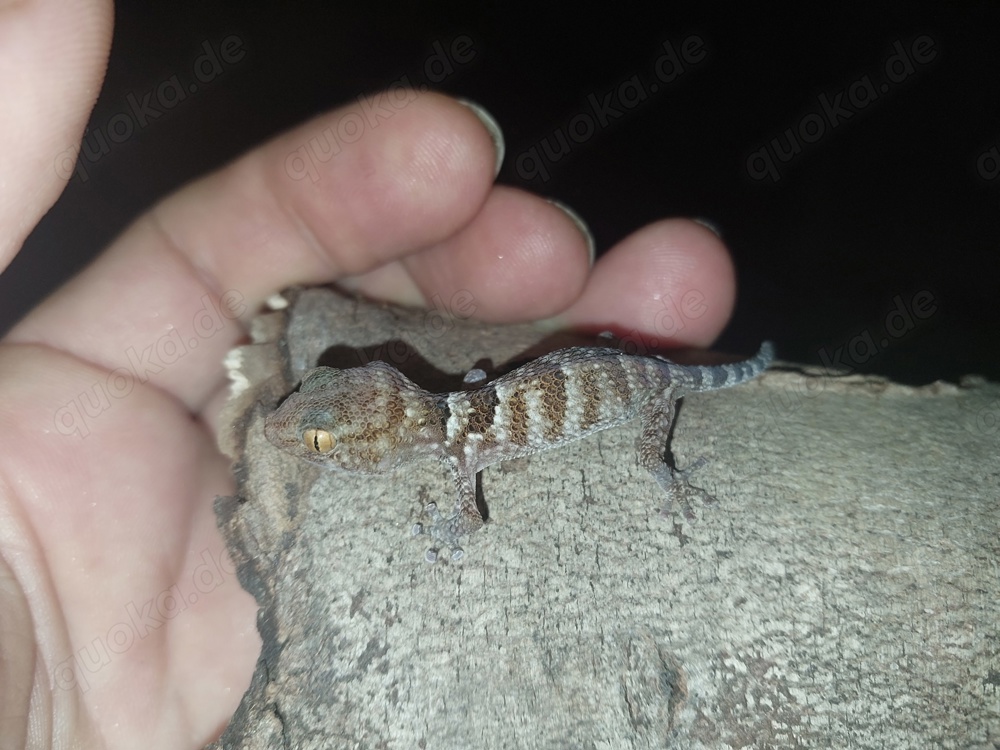 ab Mitte 2025 Goldaugengeckos   Chondrodactylus pulitzerae