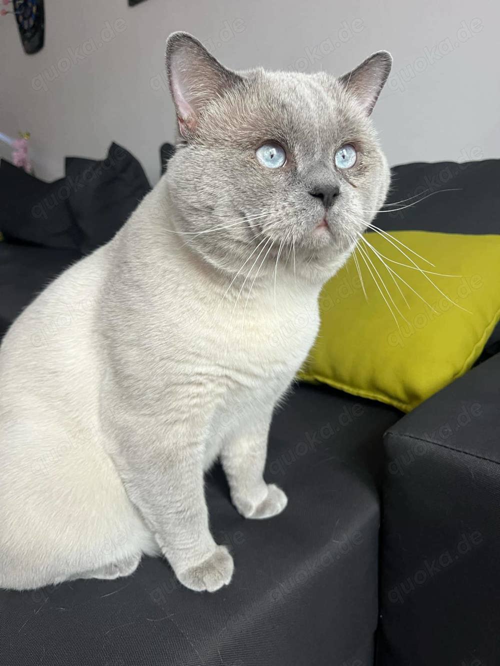 Erfahrener BKH Colorpoint Deckkater