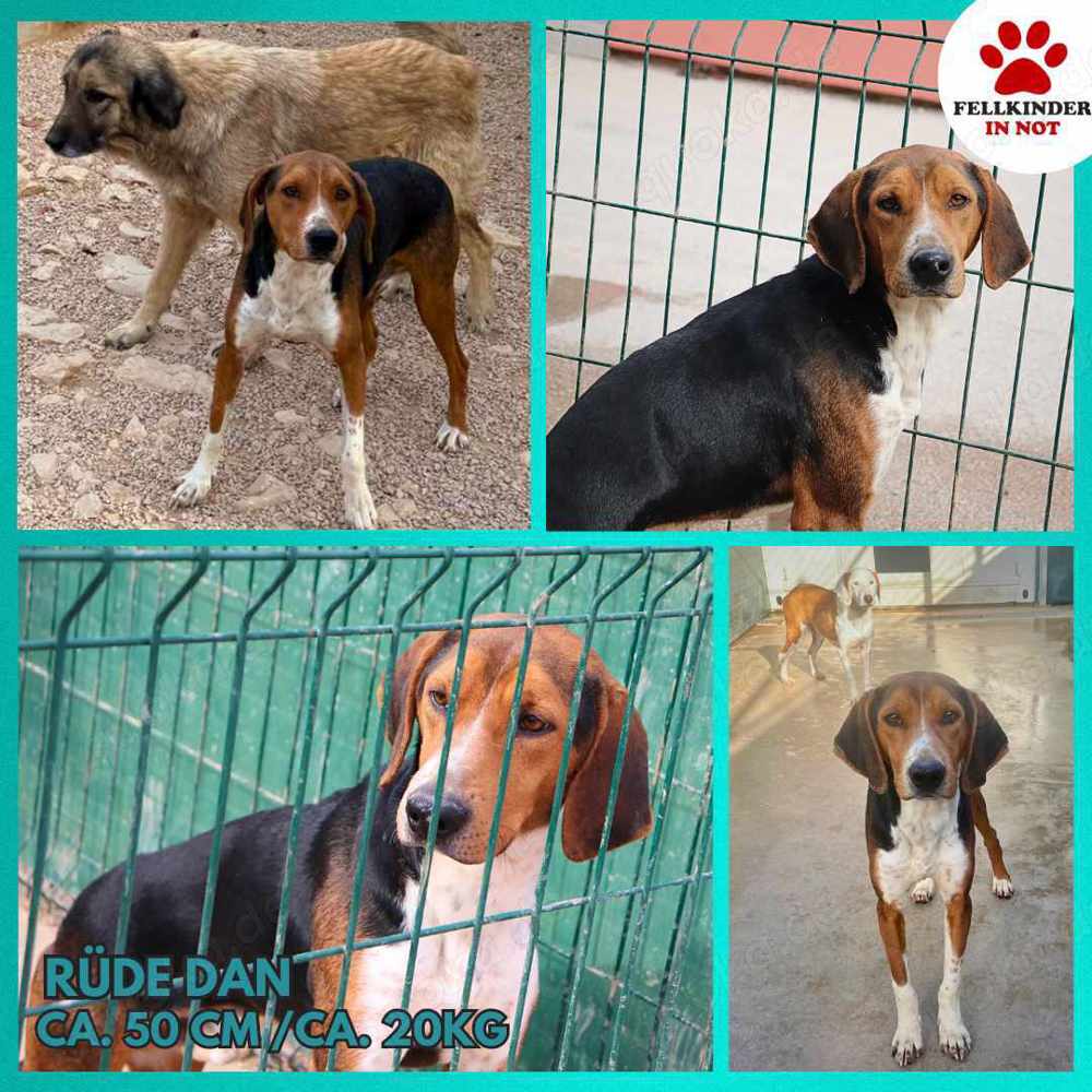 Dan Posavski Gonic Mischling Rüde sucht Zuhause oder Pflegestelle