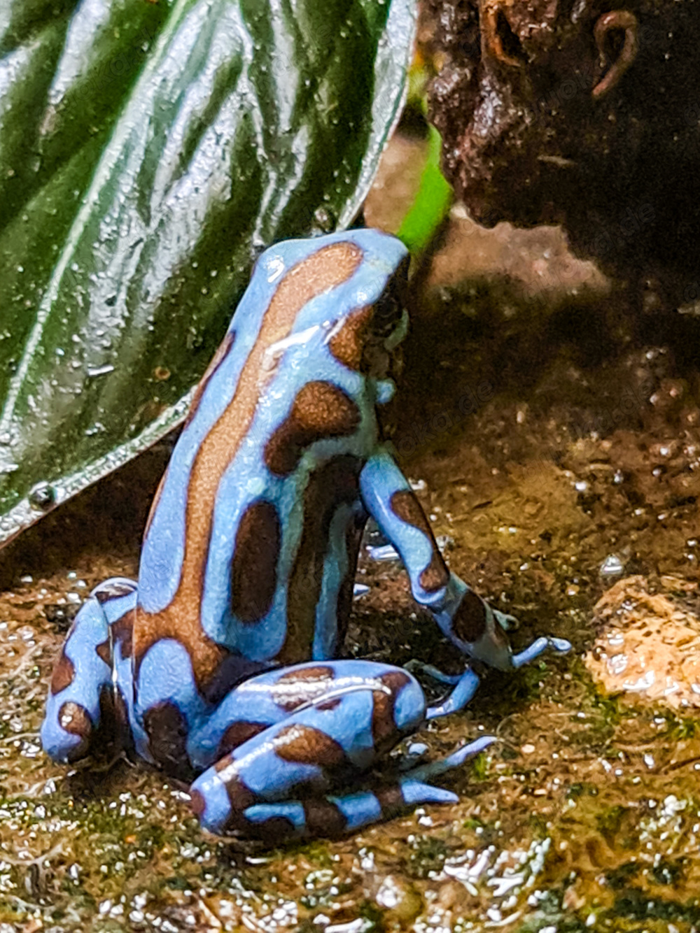 Nachzuchten Dendrobates auratus Superblue abzugeben Frösche Pfeilgiftfrösche Dendrobaten