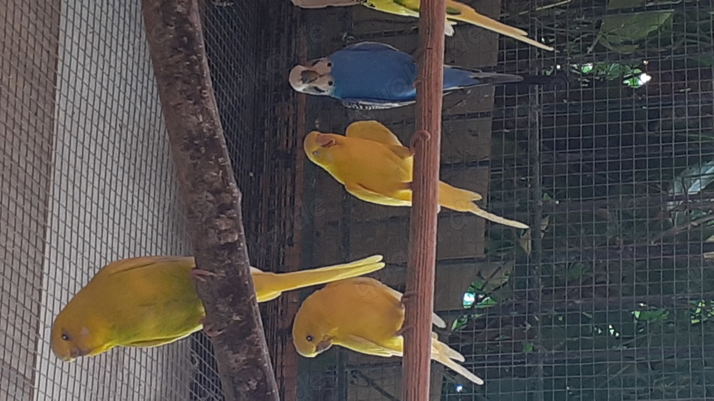 Wunderschöne Wellensittiche