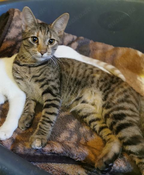 Kätzin Mimi sucht ihre Menschen