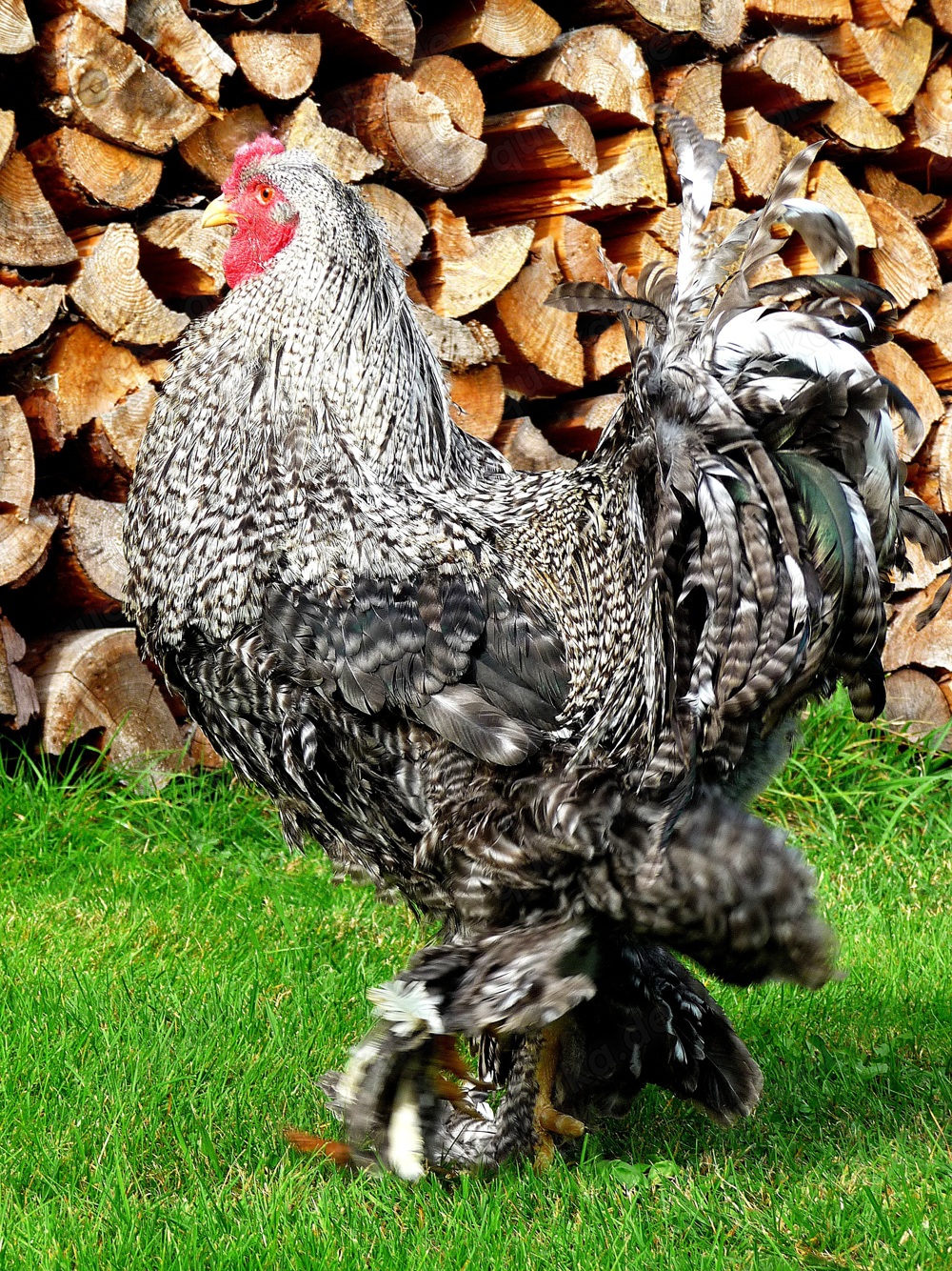 BRUTEIER Brahma gesperbert grosse Rasse BRUTEIER Brahma gesperbert grosse Rasse