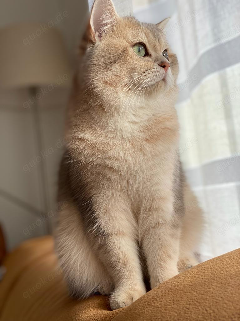 Deckkater BKH sucht eine Dame.