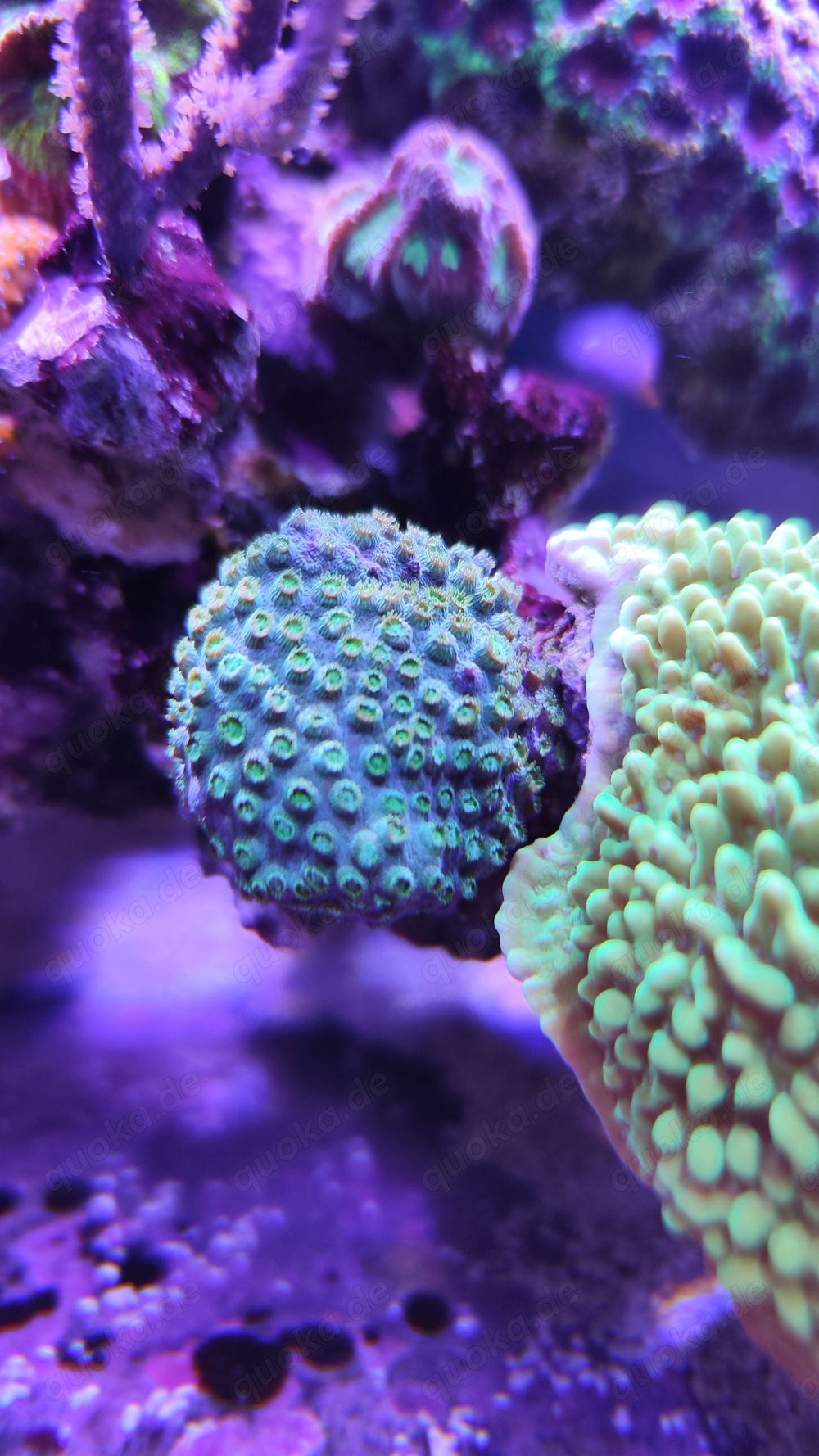 Meerwasser Aquarium Salzwasser Korallen SPS Cyphastrea green