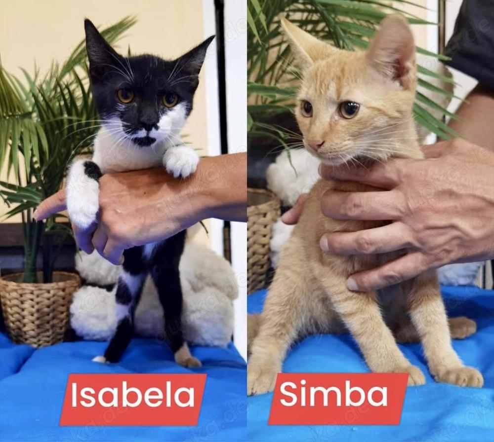 zauberhafte junge Katze Isabela sucht ein tolles Zuhause