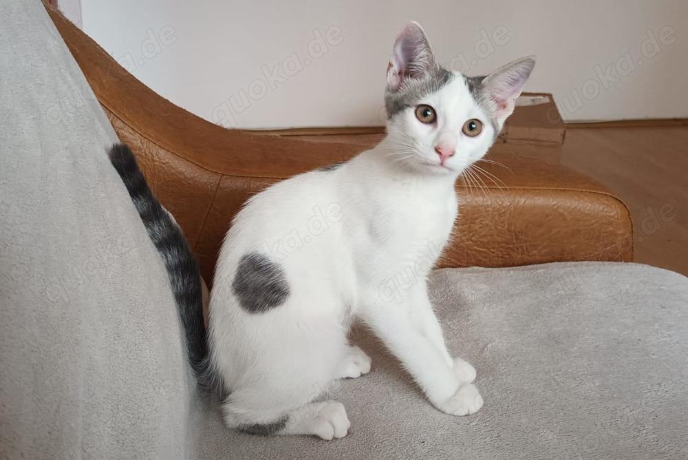 lustige junge Katze Josephine mag Katzen, Kinder und Hunde