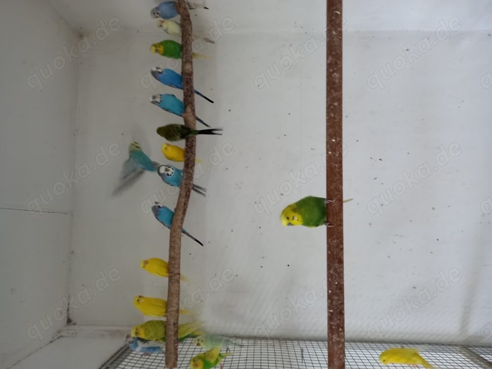 J.Wellensittiche u. mehr 