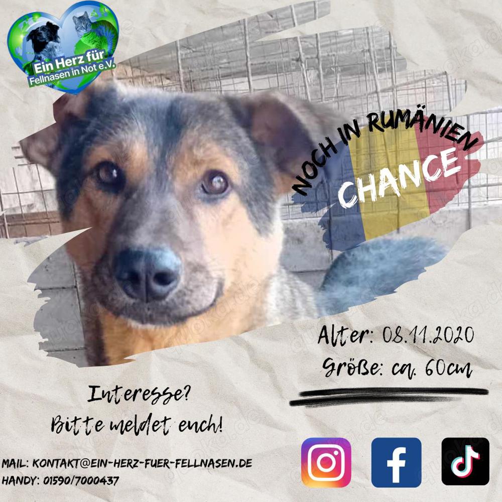 Ehemaliger Kettenhund "Chance" sucht sein Glück