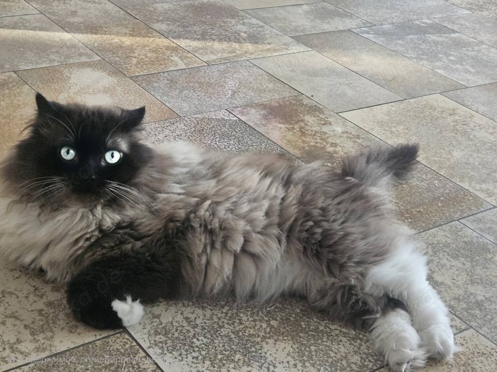 Heilige Birma Deckkater 