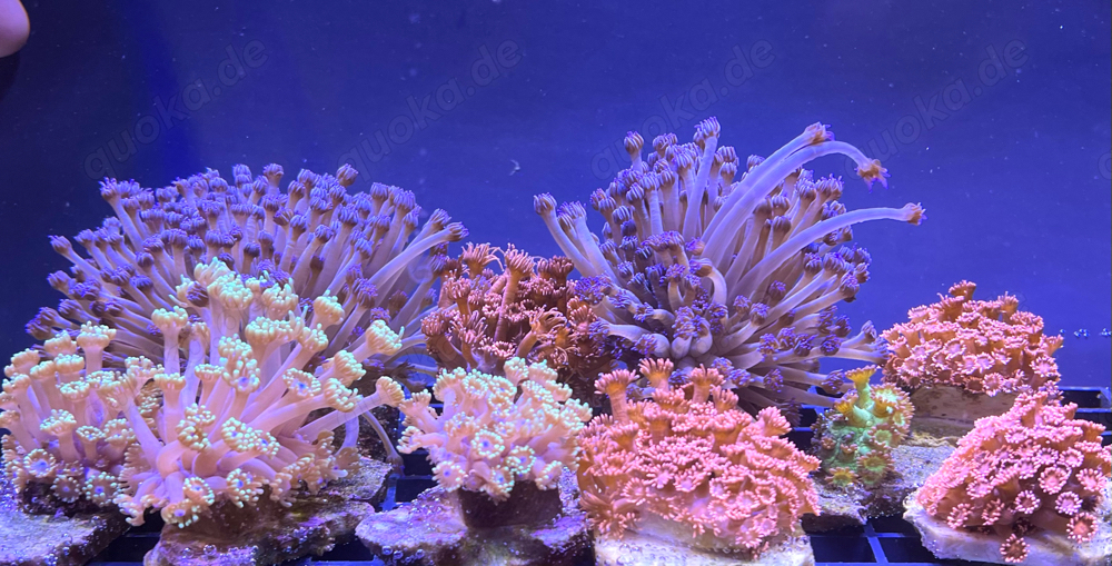 Goniopora Ableger alle Farben