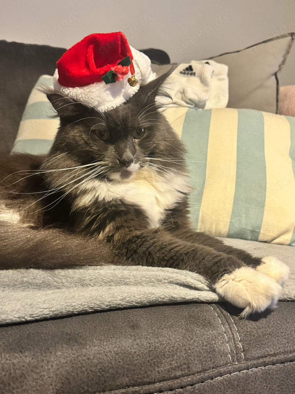 Deckkater Maine Coon Reinrassig