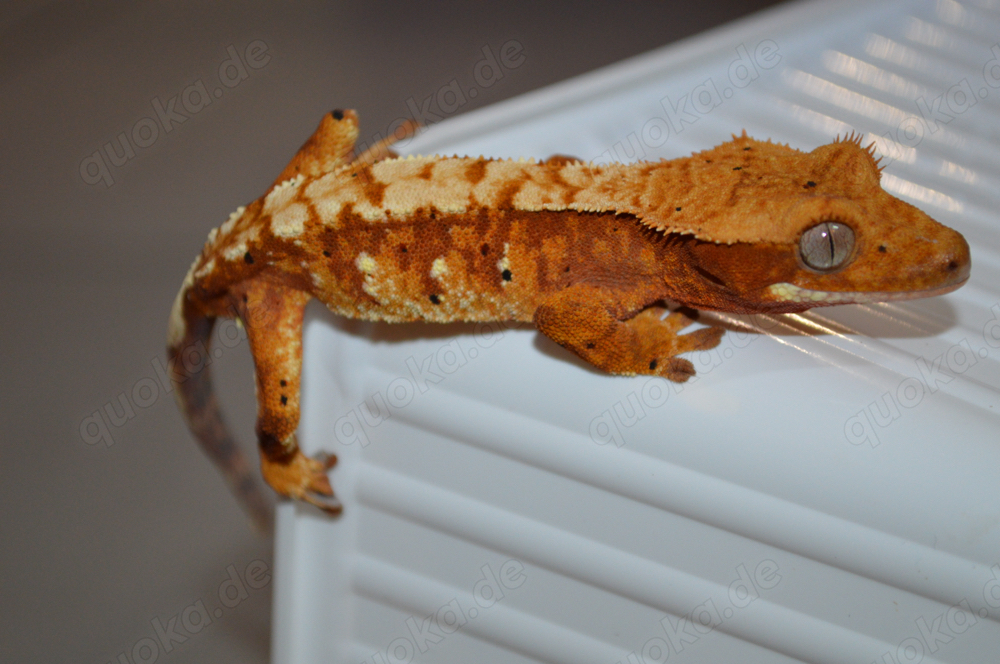 1.0 Kronengecko pet only