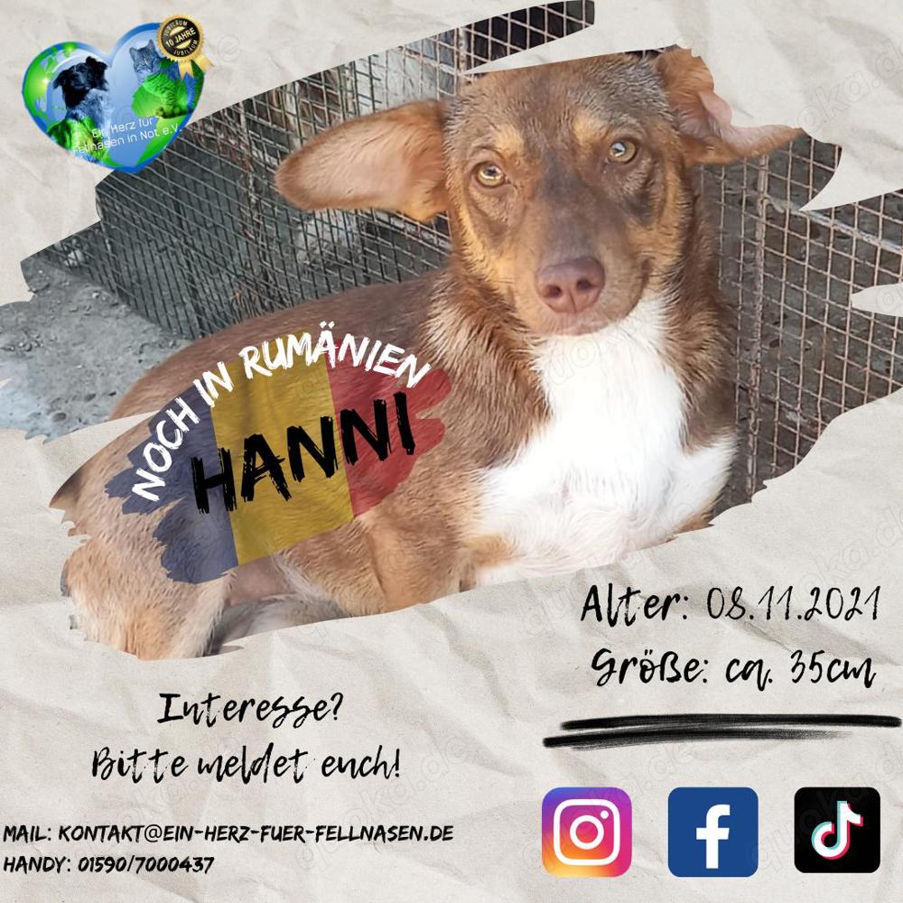 Hanni wartet seit 3 Jahren auf eine Anfrage