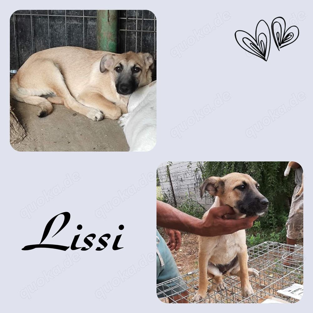 Hoppla! Hier kommt die tolle Lissi!