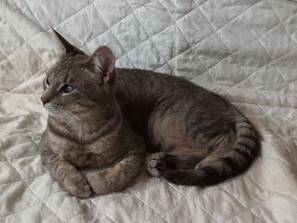 liebe Katze Adinutza sucht ein schönes Zuhause mit Artgenossen