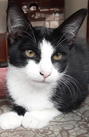 liebenswerter junger Kater Hänsel sucht ein tolles Zuhause