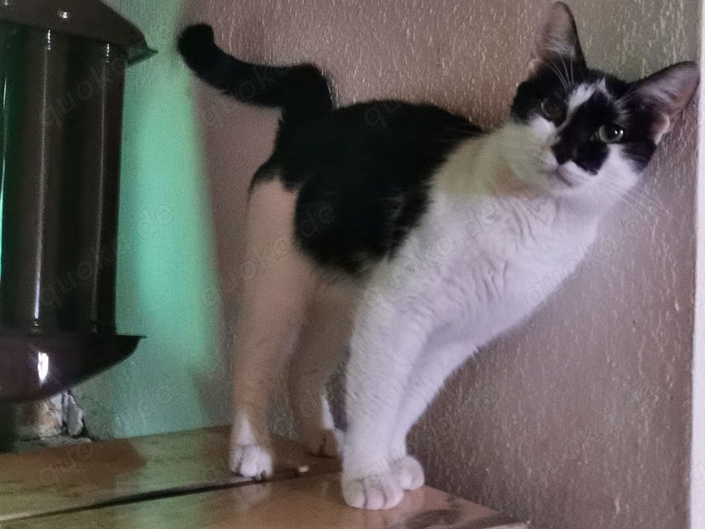 Katze Nina sucht ihre Dosenöffner