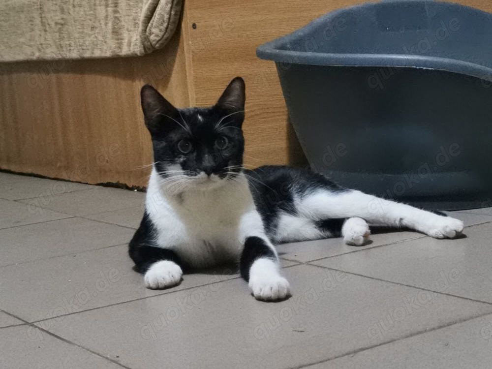 Kater Pirat sucht neuen Wirkungskreis