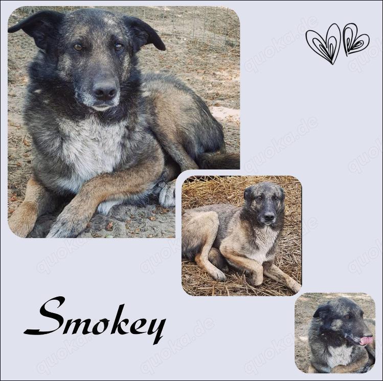 Traumrüde Smokey stellt sich vor!