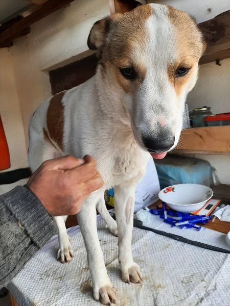 Junghund Joschi sucht sein Körbchen!